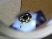 IAP-2014(close up).JPG IAP-2014(close up).JPG