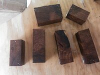 PecanMesquite 027.jpg