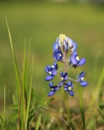 9T4A6399-V2_compressed_bluebonnet_02-21-2014.jpg