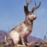 jackalope