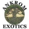 Ankrom Exotics