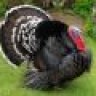 Wild Turkey