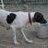 Just_Shorthairs