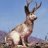 jackalope