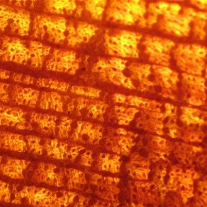 100x magnifaction of cocobolo
