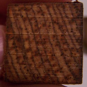 Suspect Cocobolo