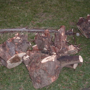 Spalted Maple Supply
