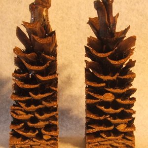 pine cone