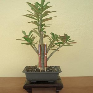 Rosa Del Decierto