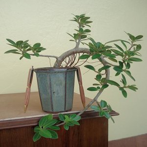 Ficus