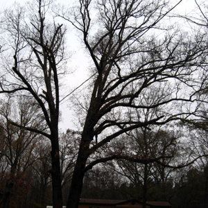 150 year old red oak