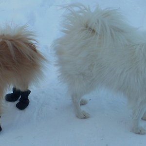BEAR in his mukluks