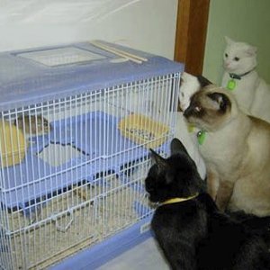 Getting ready for Ratty's visit