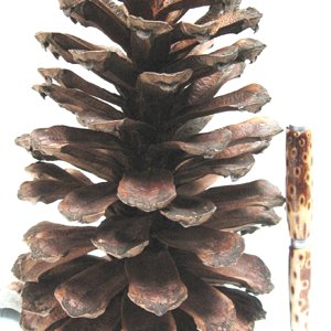 Pine Cone and pen