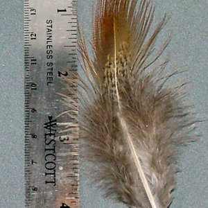 Ringneck Pheasant Rump Feather