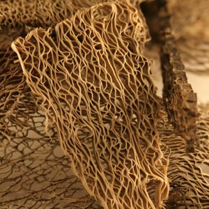 Cactus Skeleton - Unbleached