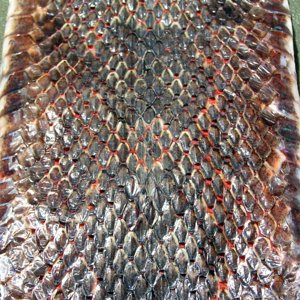 Texas Rat Snake (Elaphe obsoleta lindheimeri)