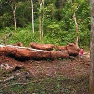 Pilon Logs