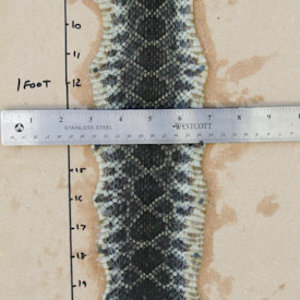 Rattlesnake Skin 01