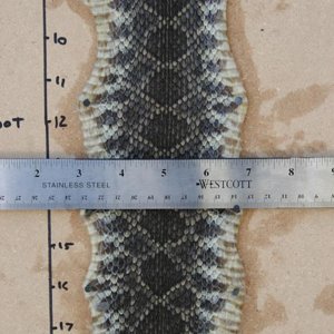 Rattlesnake Skin 02