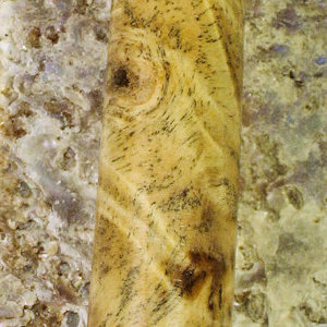 Zen Buckeye Burl