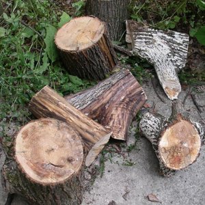 Logs