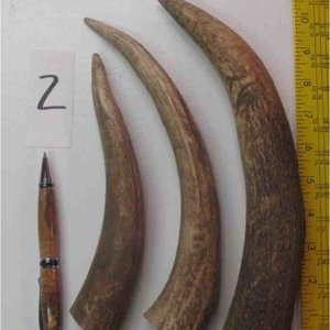 elk antler