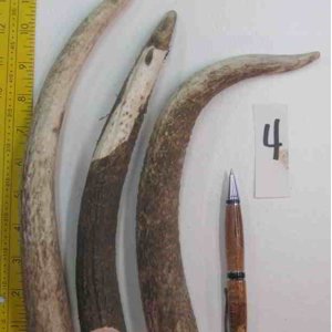 Elk Antler