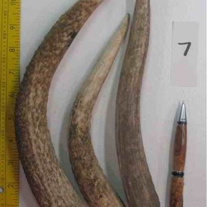 Elk Antler