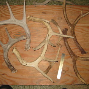 antlers