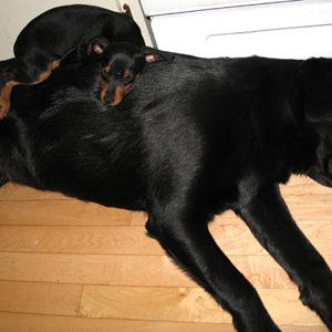 Elmo and Abby