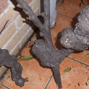 Macadamia branch with Galls