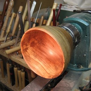 elm