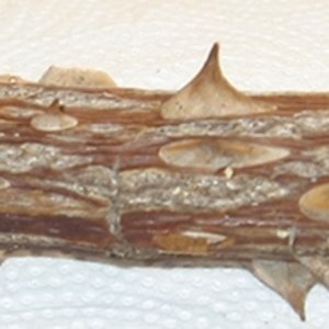 Thorny