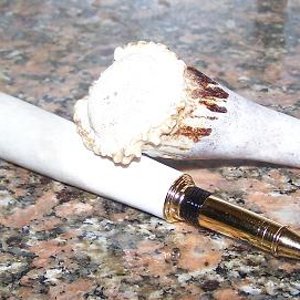 Shed whitetail antler Panache