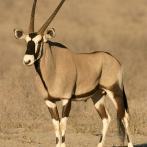 Gemsbok