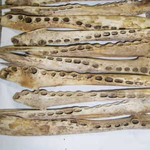 Croc Jaw Bones for casting