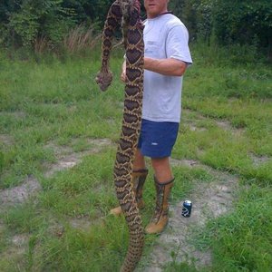 Big Snake