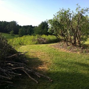 lilac bush 2