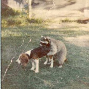 Hunting dog
