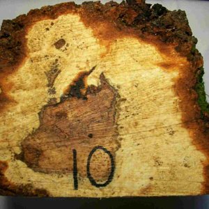cherry burl