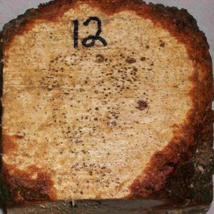 cherry burl