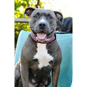 pitty