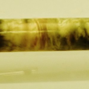 Spalted Buckeye