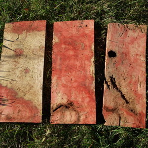 Flamed Box Elder