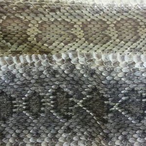 color differences in snakeskins