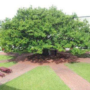 BGS Oak tree 2013
