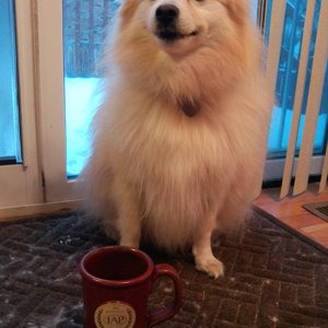 Puppy watching out for the MUG