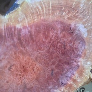 Redwood Burl