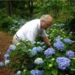 Vince Dooley Hydrangea